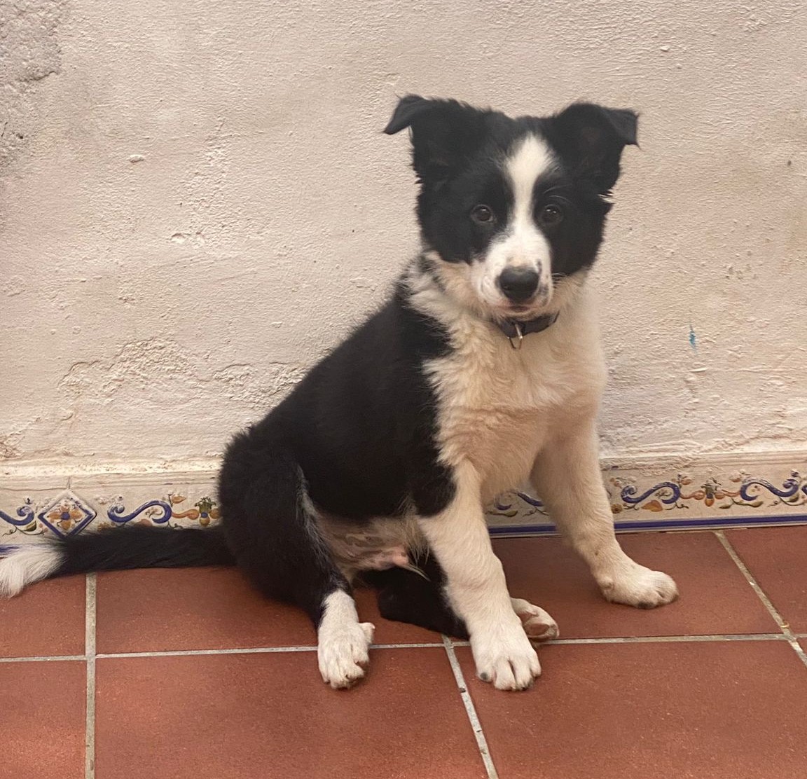 Foto de Panda