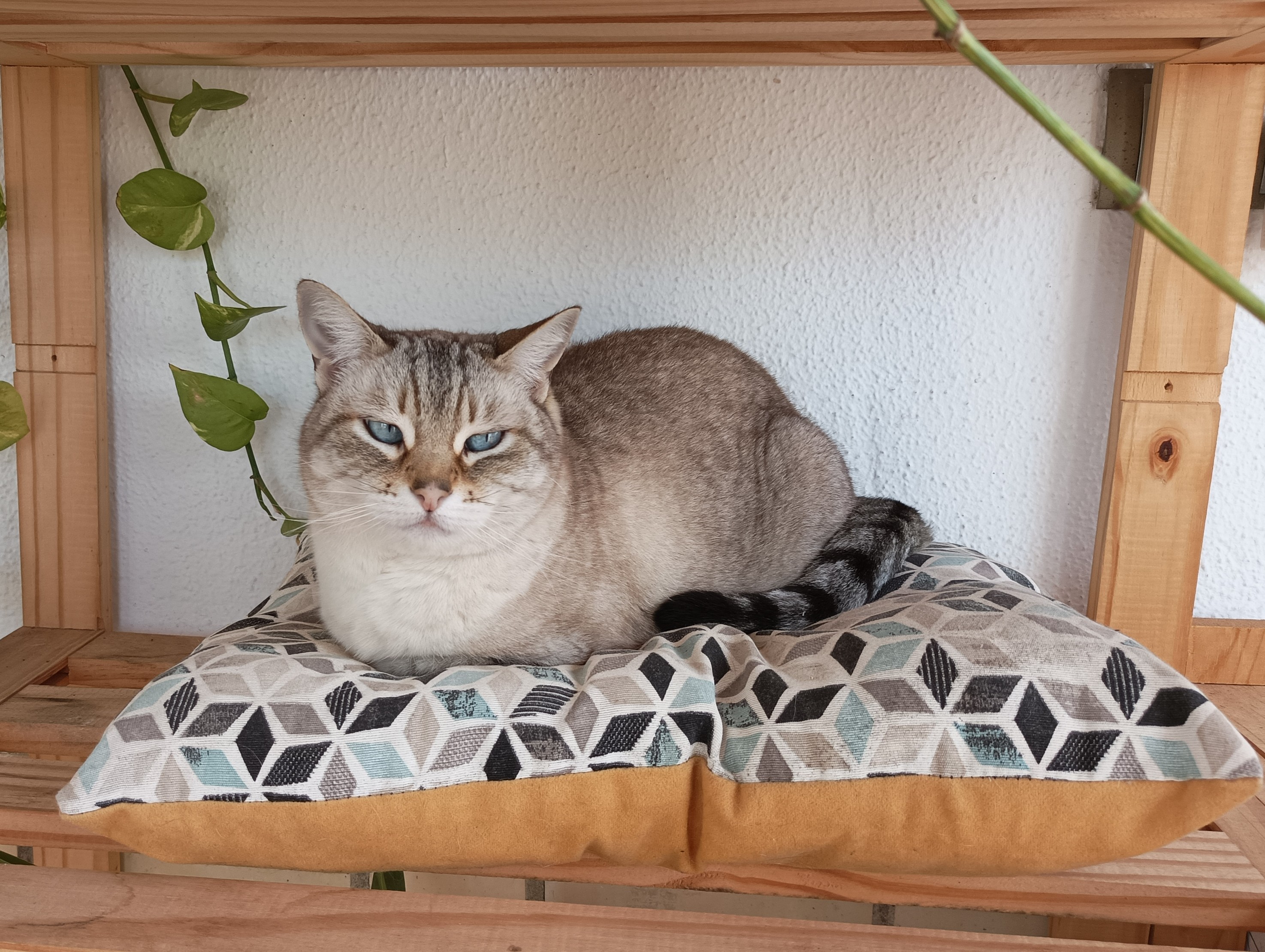 Foto de Kira